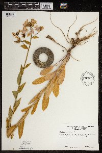 Hesperis matronalis image