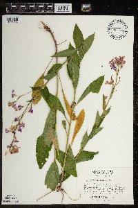 Hesperis matronalis image