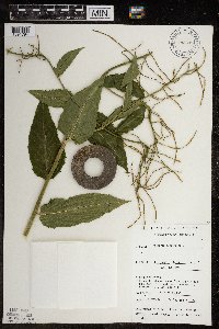 Hesperis matronalis image