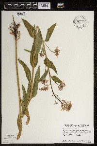 Hesperis matronalis image