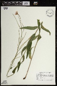 Hesperis matronalis image