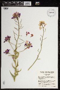 Hesperis matronalis image