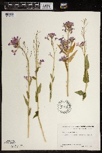 Hesperis matronalis image
