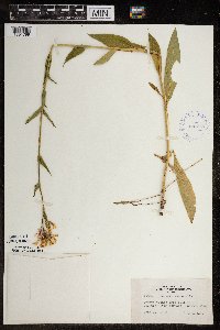 Hesperis matronalis image