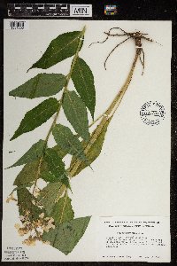 Hesperis matronalis image