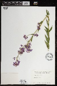Hesperis matronalis image