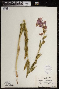 Hesperis matronalis image