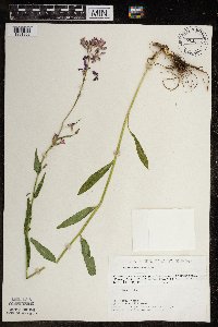 Hesperis matronalis image