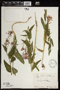 Hesperis matronalis image