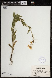 Hesperis matronalis image