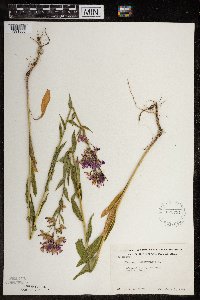 Hesperis matronalis image