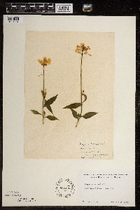 Hesperis matronalis image
