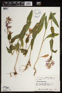 Hesperis matronalis image
