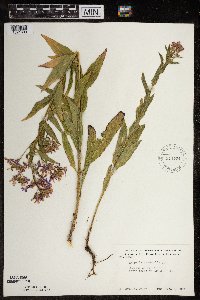 Hesperis matronalis image