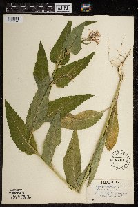 Hesperis matronalis image