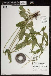 Hesperis matronalis image