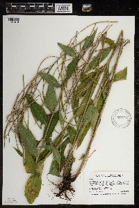Hesperis matronalis image