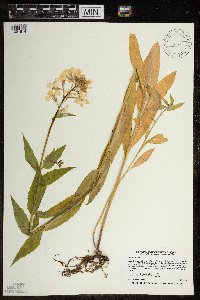 Hesperis matronalis image