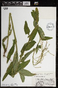 Hesperis matronalis image
