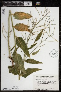 Hesperis matronalis image