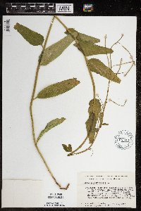 Hesperis matronalis image
