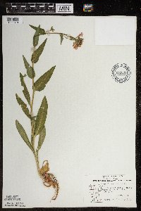 Hesperis matronalis image