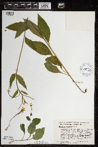 Hesperis matronalis image