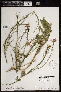 Hesperis matronalis image