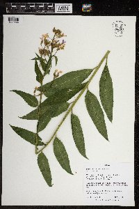 Hesperis matronalis image