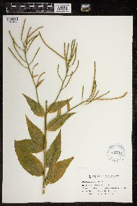 Hesperis matronalis image