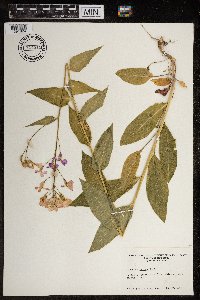 Hesperis matronalis image