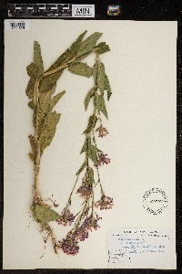 Hesperis matronalis image