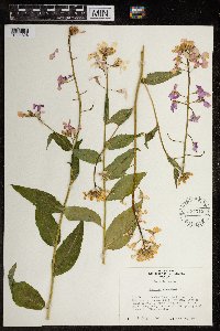 Hesperis matronalis image