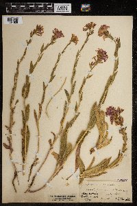 Hesperis matronalis image