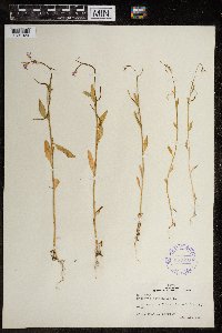 Hesperis matronalis image
