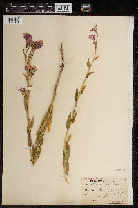 Hesperis matronalis image