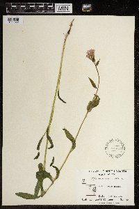 Hesperis matronalis image