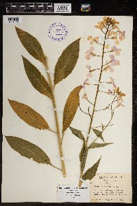 Hesperis matronalis image