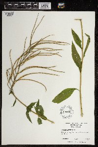 Hesperis matronalis image