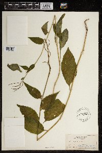 Hesperis matronalis image