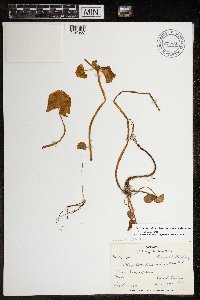 Media resource of Caltha palustris