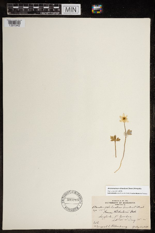 Anemonastrum richardsonii image
