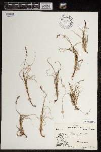 Carex rupestris image