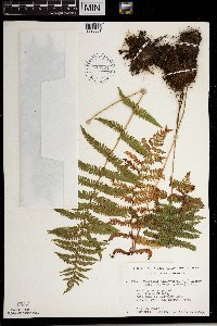 Thelypteris palustris image