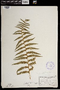 Thelypteris palustris image