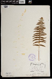 Thelypteris palustris image