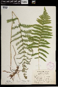 Thelypteris palustris image