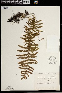 Thelypteris palustris image