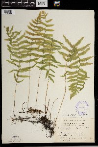 Thelypteris palustris image
