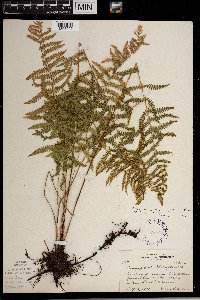 Thelypteris palustris image